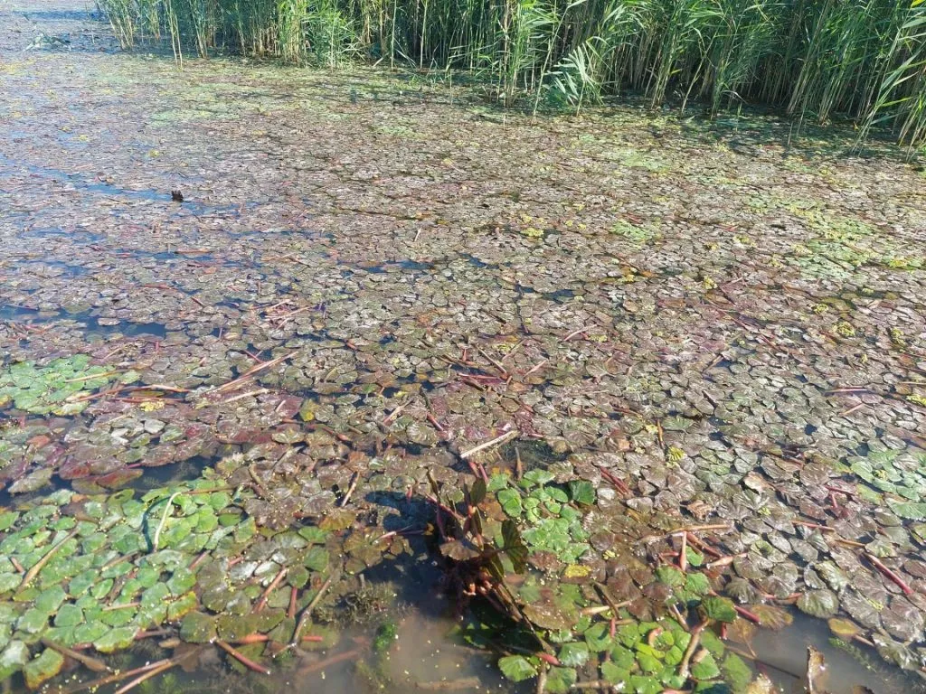 Ciulinii de baltă – delicatesa mai puțin cunoscută din Delta Dunării – foto 3