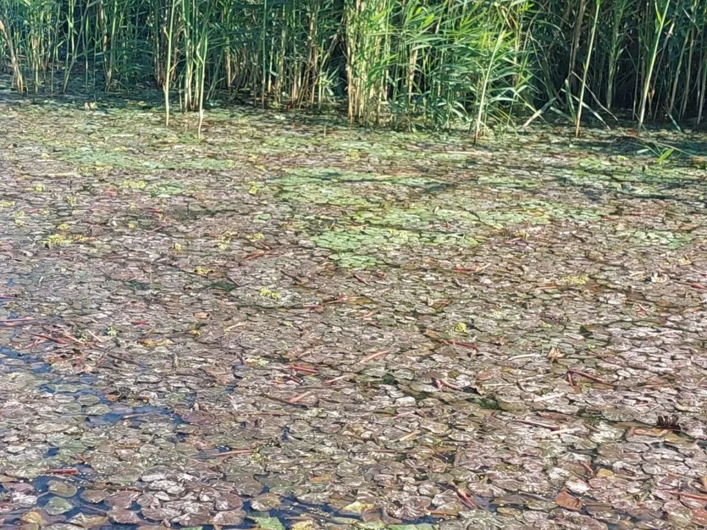 Ciulinii de baltă – delicatesa mai puțin cunoscută din Delta Dunării – foto 2