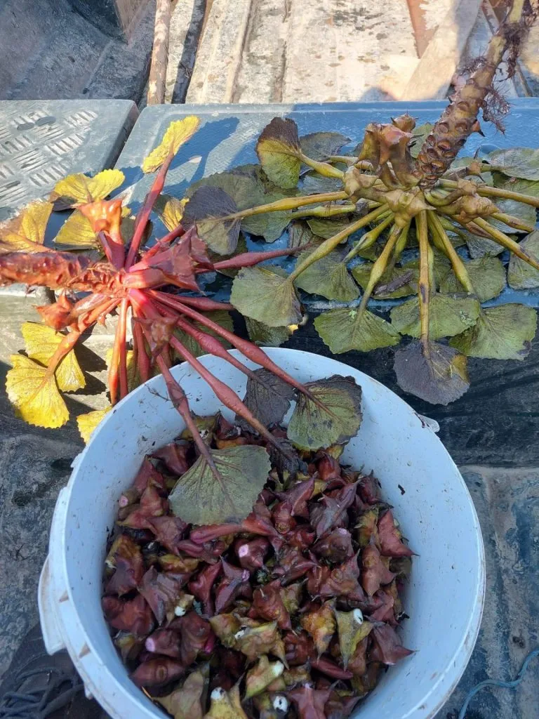 Ciulinii de baltă – delicatesa mai puțin cunoscută din Delta Dunării – foto 4