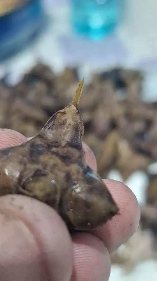 Ciulinii de baltă – delicatesa mai puțin cunoscută din Delta Dunării – foto 6