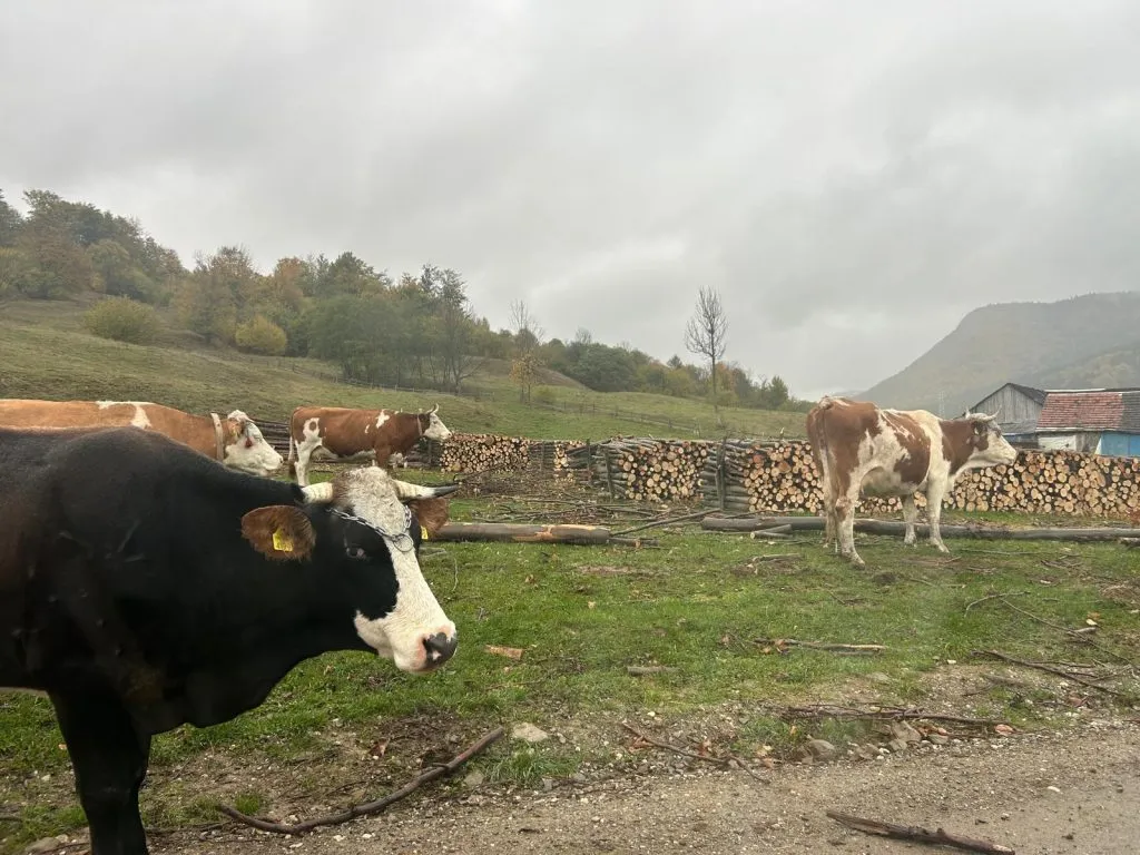 Liniște și deconectare, în mijlocul pustietății. All inclusive în vârf de munte (FOTO)  – foto 9