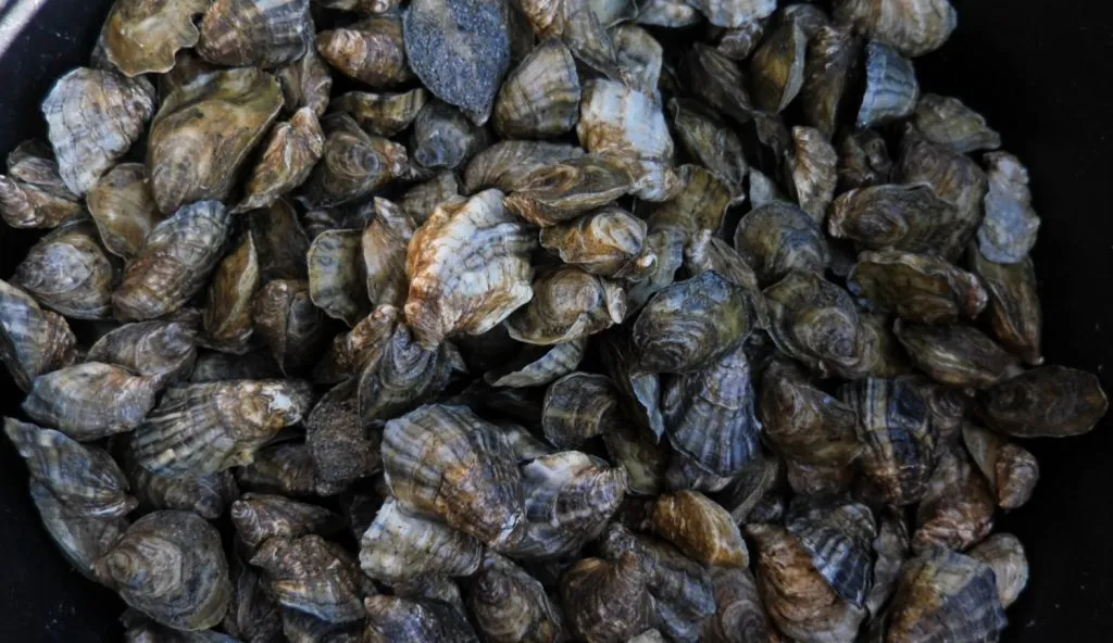 Vom cultiva stridii în Marea Neagră! – foto 2