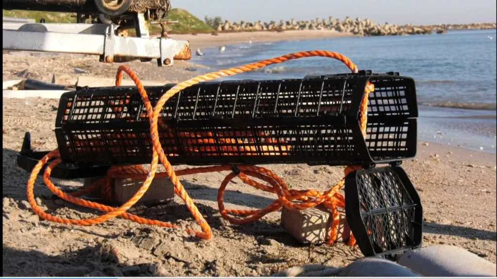 Vom cultiva stridii în Marea Neagră! – foto 3