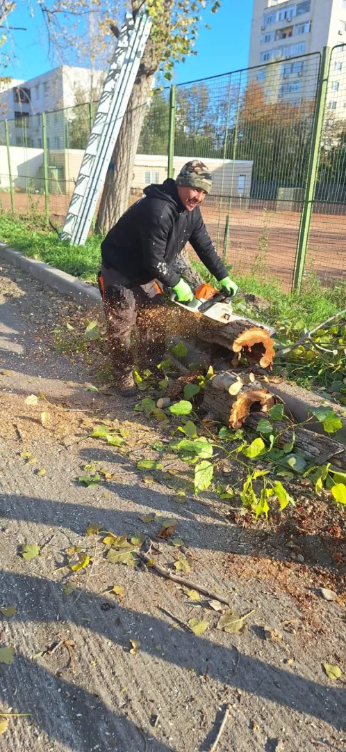 Se curăță și se toaletează copacii din cartierele Tomis II și Tomis Nord