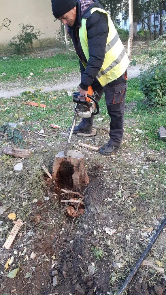 Se curăță și se toaletează copacii din cartierele Tomis II și Tomis Nord – foto 2