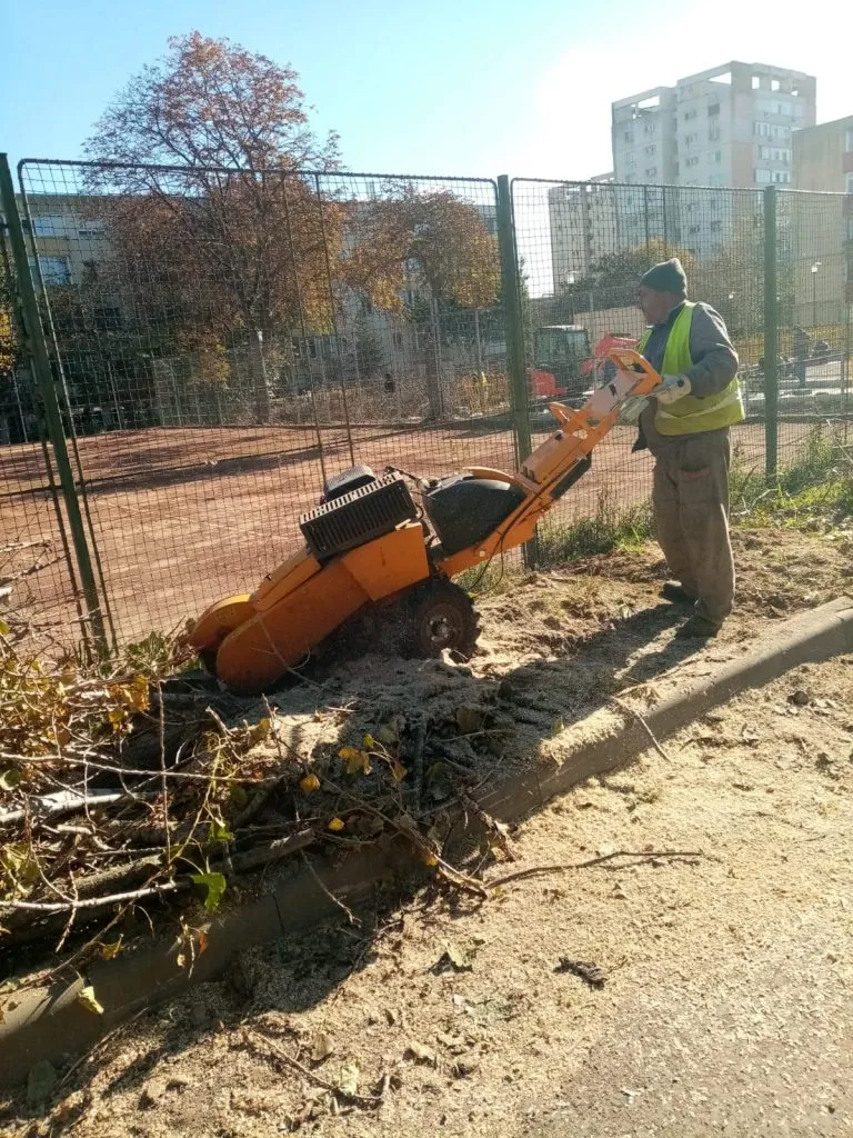 Se curăță și se toaletează copacii din cartierele Tomis II și Tomis Nord – foto 3