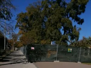 Constănțenii, îngrijorați de soarta arborilor de la Oleg Danovski: „Să nu-i taie!” – foto 3