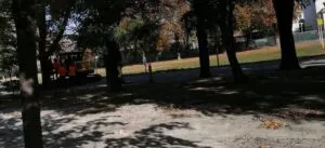 Constănțenii, îngrijorați de soarta arborilor de la Oleg Danovski: „Să nu-i taie!” – foto 6