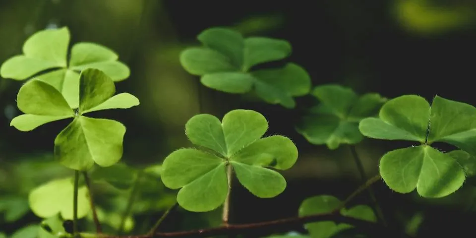 Un alt premiu, de 57.000 de lei, câștigat la Loto