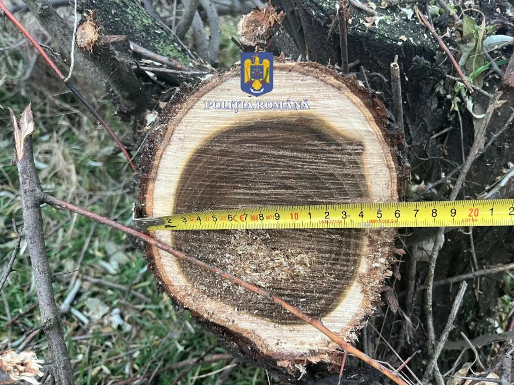 Prinși la tăiat ilegal de sălcioară, în Gârliciu – foto 2