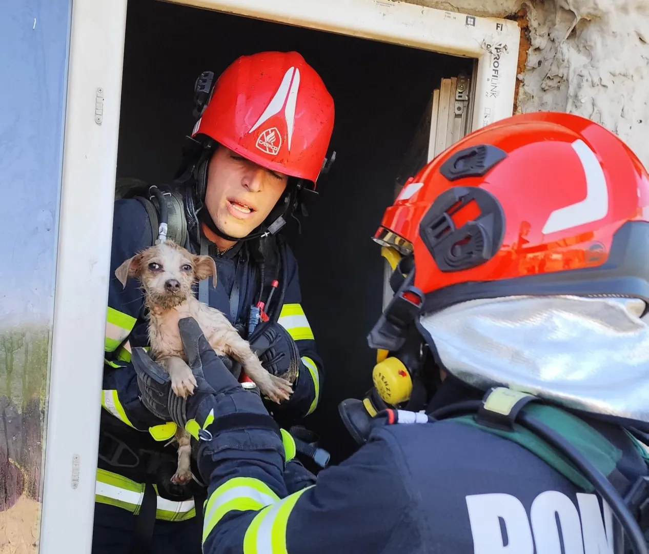 Cățel salvat în ultima clipă dintr-un incendiu în localitatea Beștepe