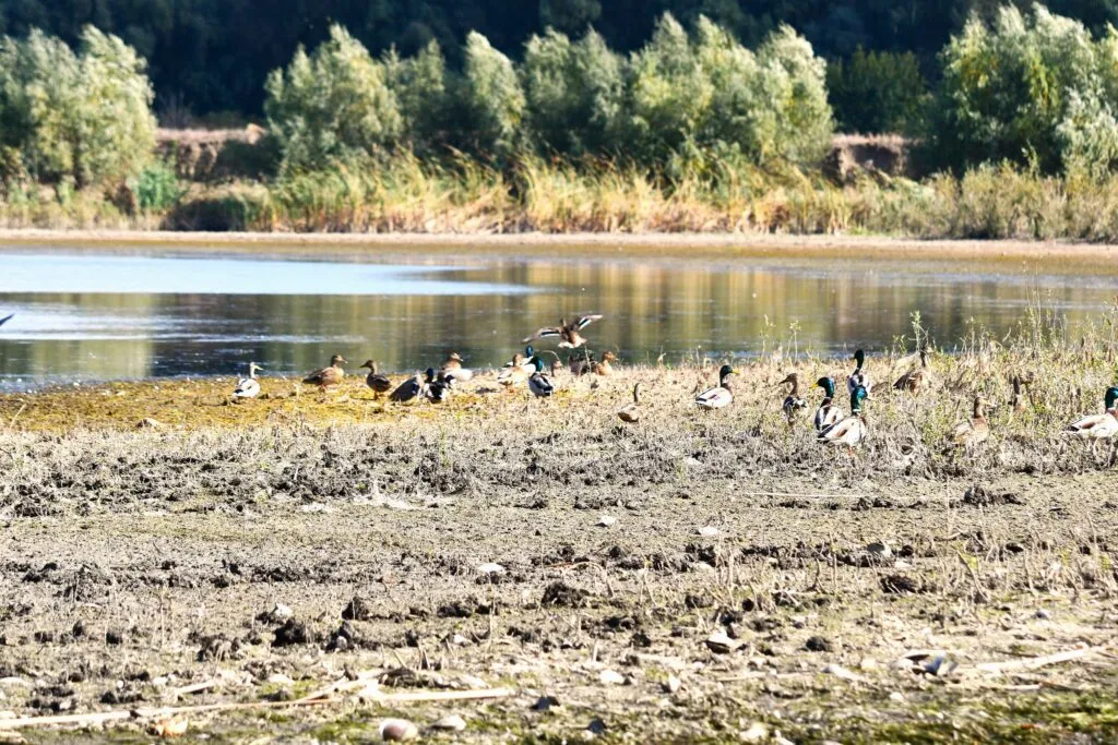Se circulă cu dificultate pe majoritatea lacurilor și canalelor din Deltă, din cauza nivelului scăzut al Dunării – foto 2
