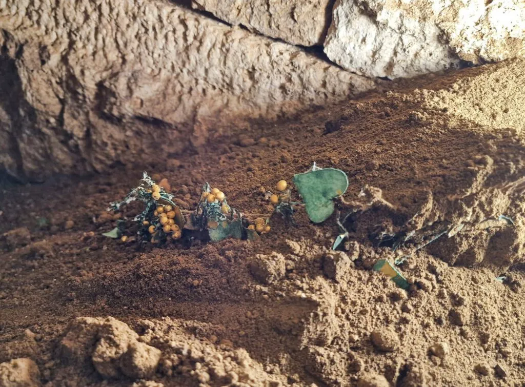Artefacte unice pentru România, descoperite la Mangalia – foto 3