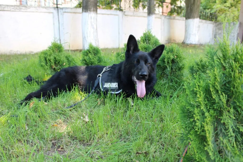 Loki Von Haus Matyas, noul camarad al Jandarmeriei Tulcea – foto 2