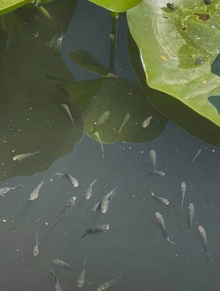 Neptun, stațiunea cu “inimă verde” (FOTO) – foto 5