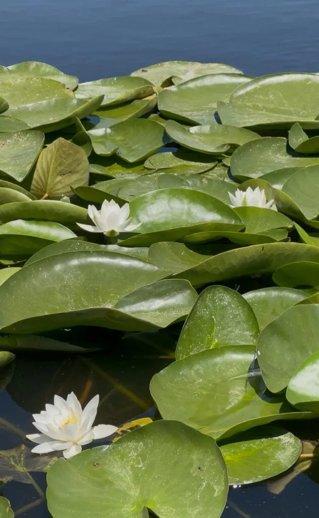 Neptun, stațiunea cu “inimă verde” (FOTO) – foto 4