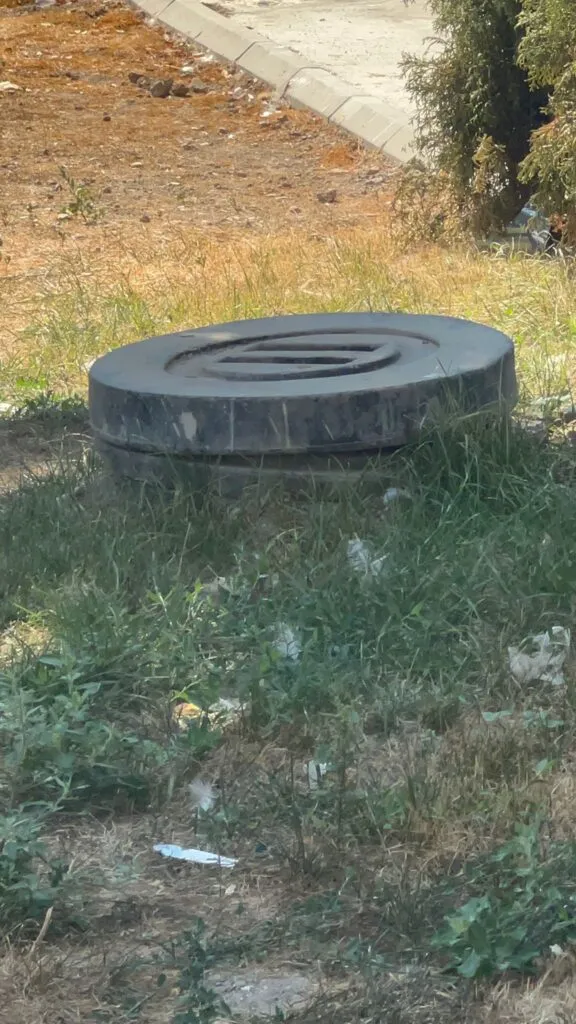 Constanța preferă… maro? Tuia lăsați să se usuce, în centrul urbei – foto 5