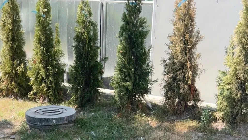 Constanța preferă… maro? Tuia lăsați să se usuce, în centrul urbei – foto 2