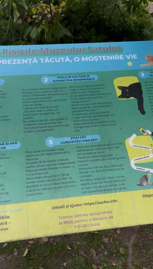 Cum să hrănești pisicile folosind PET-uri. Lecția de umanitate de la Muzeul Național al Satului – foto 3