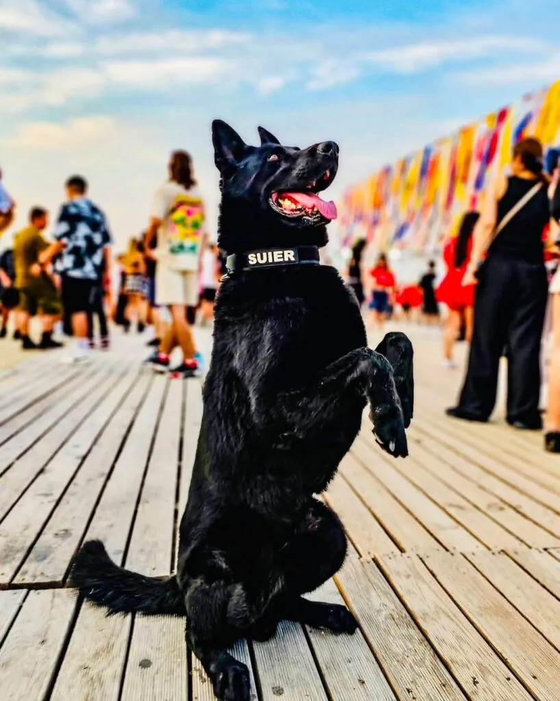 A murit Șuier, cel mai cunoscut câine al Poliției Române – foto 3
