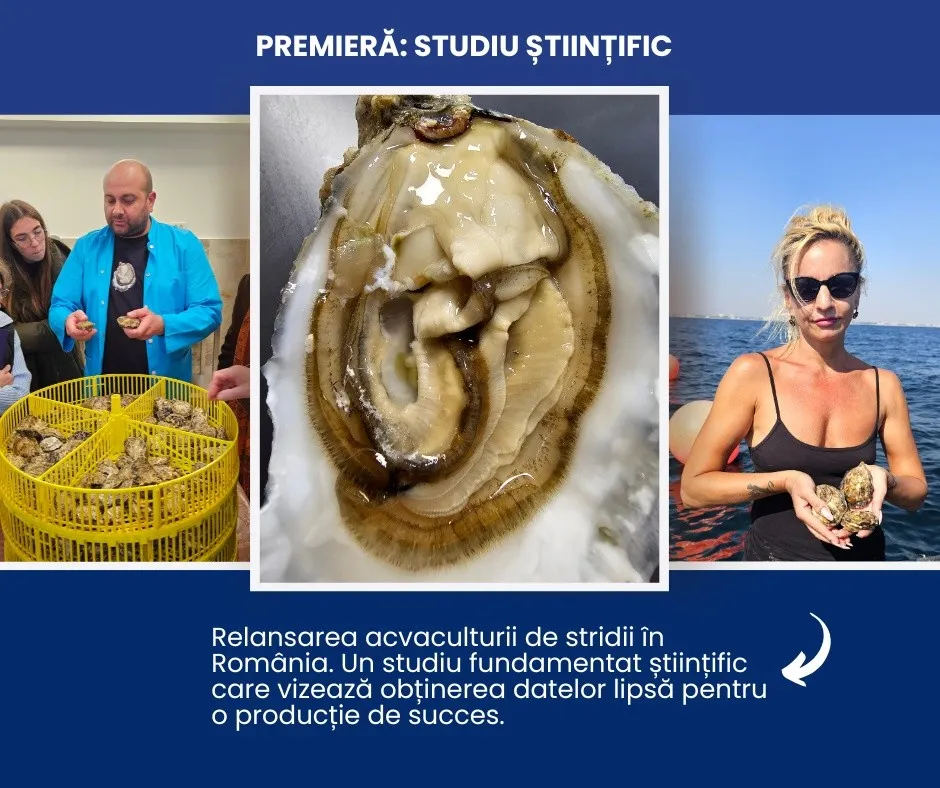 De la idee la industrie: stridiile se pot dezvolta pe litoralul românesc. Iată concluziile unui studiu realizat în premieră pentru România – foto 2