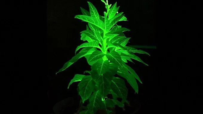 Au fost create plantele care luminează în întuneric, ca în “Avatar”. Să fie viitorul iluminatului stradal?! – foto 3