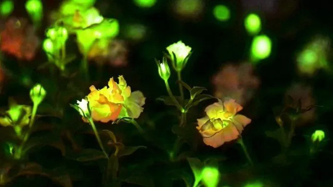 Au fost create plantele care luminează în întuneric, ca în “Avatar”. Să fie viitorul iluminatului stradal?! – foto 2