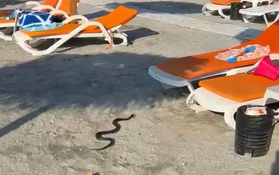 Șarpe de 1,5 metri, capturat de jandarmi pe o plajă din stațiunea Venus