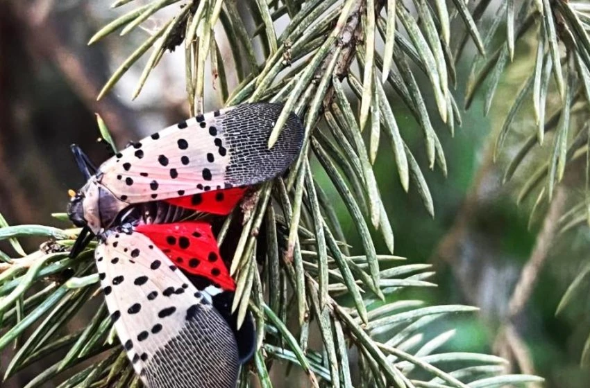 O insectă invazivă care a făcut ravagii în SUA, descoperită tot mai aproape de România. Este primul caz confirmat în UE
